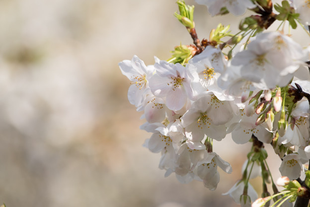 本牧山頂公園【桜：大島桜】6