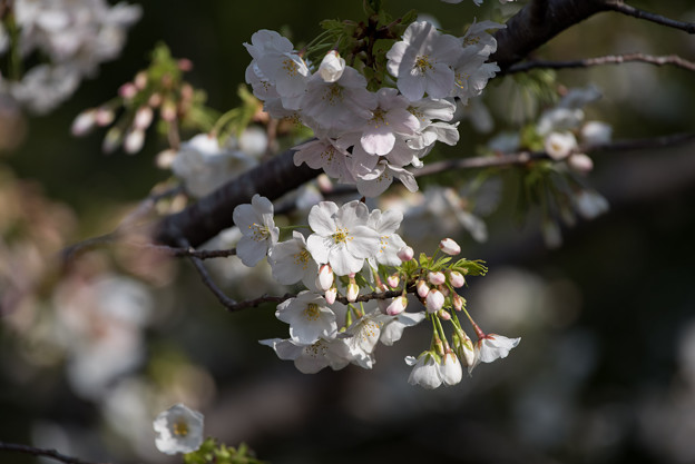 本牧山頂公園【桜：大島桜】8