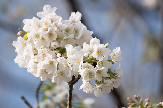 本牧山頂公園【桜：大島桜】9