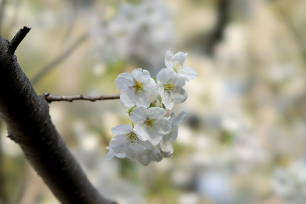 本牧山頂公園【桜：大島桜】10