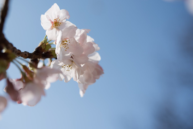 本牧山頂公園【桜：染井吉野】14