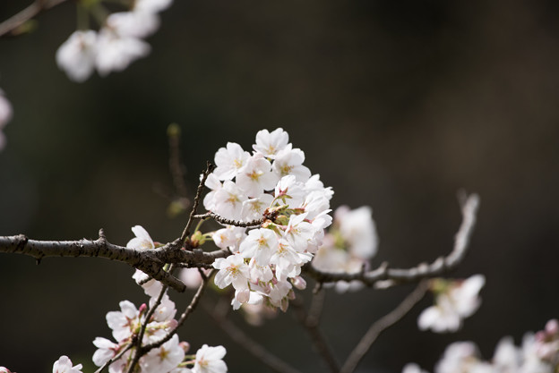 泉の森公園【桜：染井吉野】1