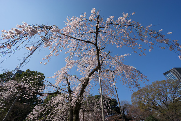 小石川後楽園【枝垂桜：馬場桜】2
