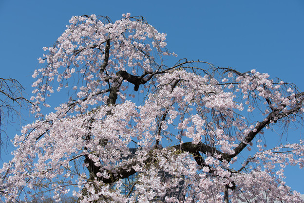 小石川後楽園【枝垂桜：馬場桜】3