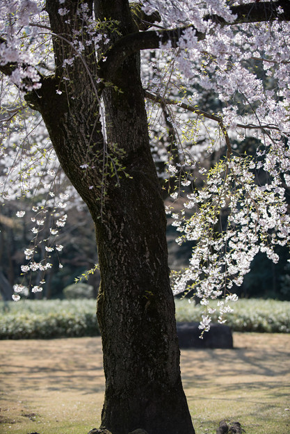 小石川後楽園【枝垂桜：馬場桜】5