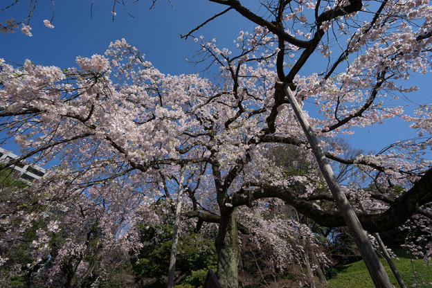 小石川後楽園【枝垂桜：小廬山脇】2