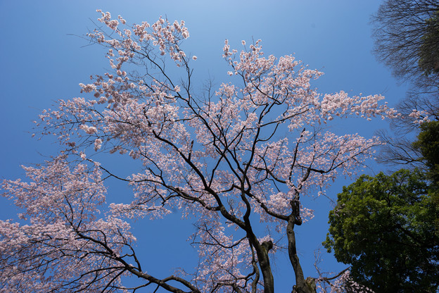 小石川後楽園【枝垂桜：小廬山脇】5