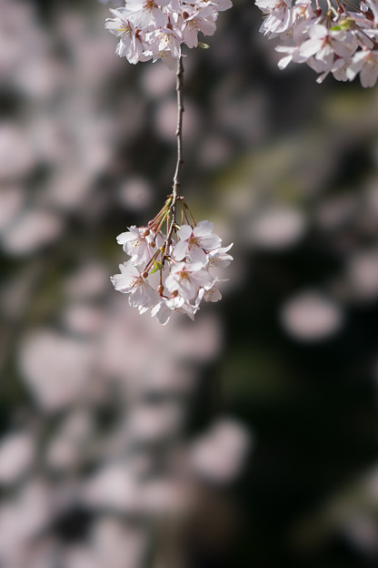 小石川後楽園【枝垂桜：小廬山脇】7