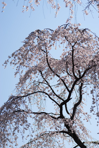 小石川後楽園【枝垂桜：大堰川沿い】4