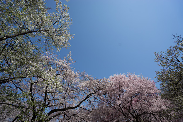 新宿御苑【桜園地の桜の様子】5