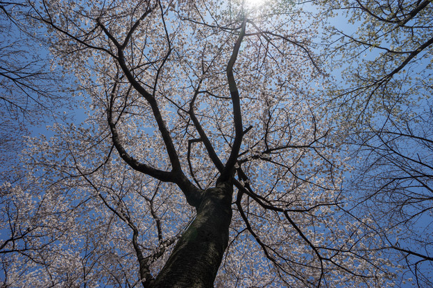新宿御苑【桜園地の桜の様子】6