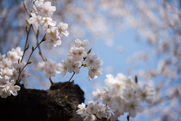 新宿御苑【桜：染井吉野】1