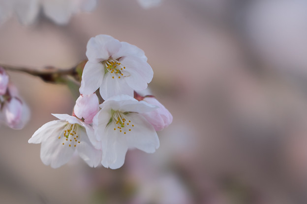 新宿御苑【桜：染井吉野】4