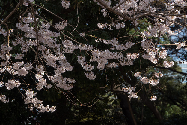 新宿御苑【桜：江戸彼岸】3
