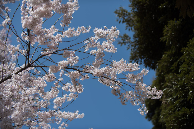 新宿御苑【桜：江戸彼岸】4