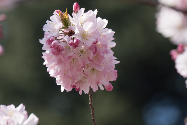 新宿御苑【桜：十月桜】6