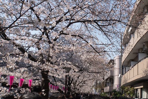 【目黒川の桜並木】1