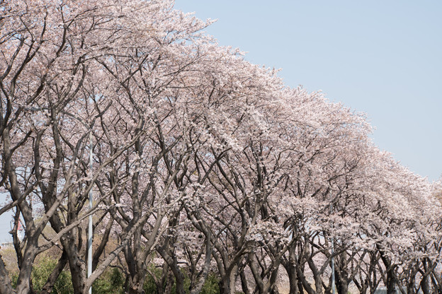 【海軍道路の桜並木】1-5