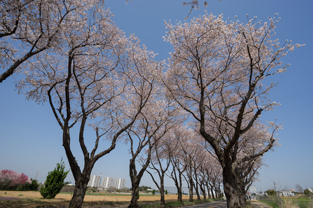 【海軍道路の桜並木】2-4