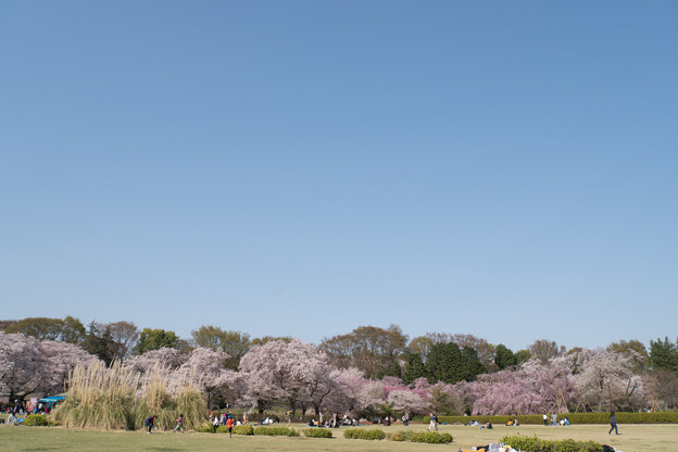 神代植物公園【さくら園の眺め】2