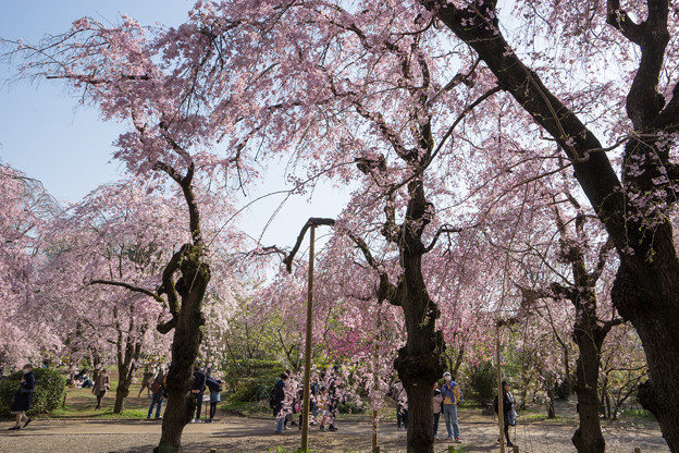 神代植物公園【サクラ：八重紅枝垂桜】1