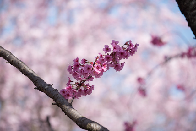 神代植物公園【サクラ：横浜緋桜】1