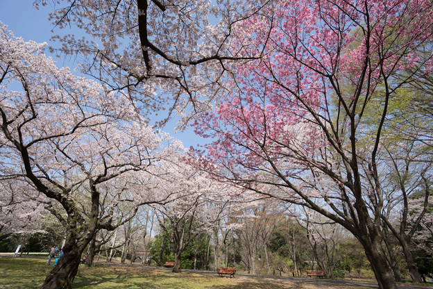 昭和記念公園【桜の園】5