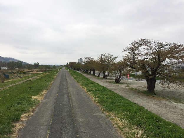 東北お花見ツアー【最上川の葉桜】