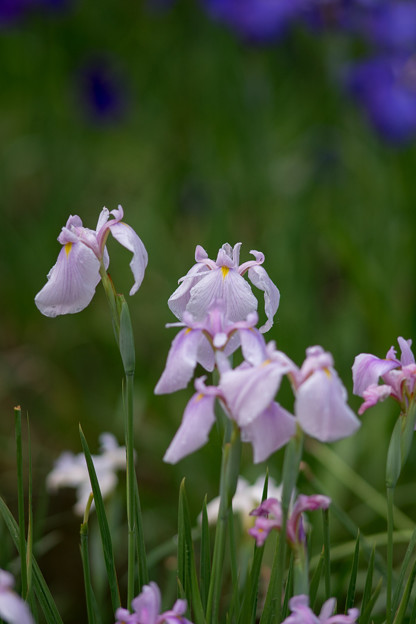薬師池公園【花菖蒲：北野天使】