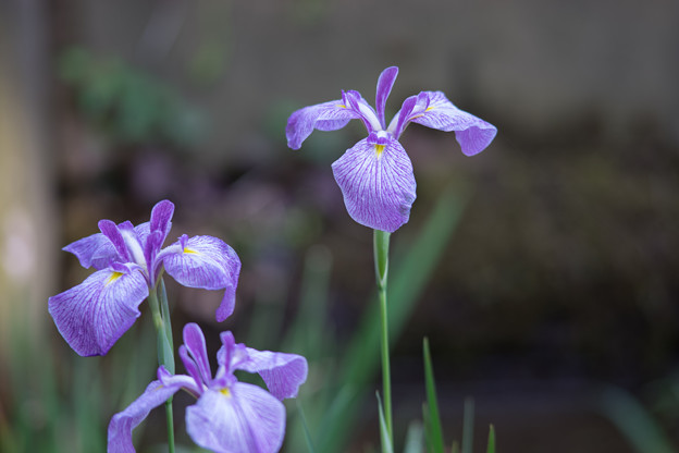 薬師池公園【花菖蒲：葵形】