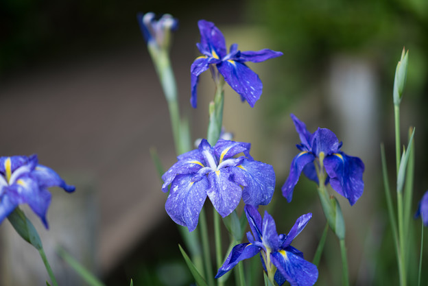 薬師池公園【花菖蒲：七小町】