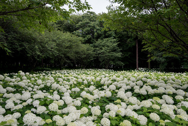 相模原北公園の紫陽花 1 アナベル 写真道楽人のブログ