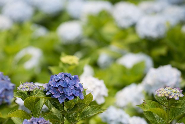 相模原北公園【紫陽花：ハルナ】