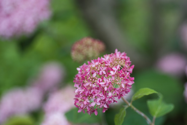 相模原北公園【紫陽花：ピンクアナベル】2