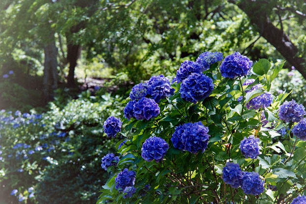 昭和記念公園【紫陽花：青系アジサイ】2
