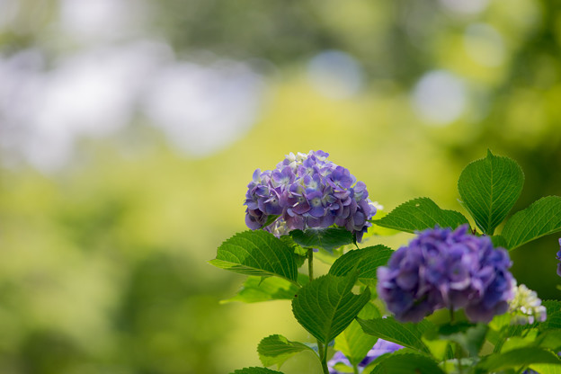 昭和記念公園【紫陽花：紫系アジサイ】4