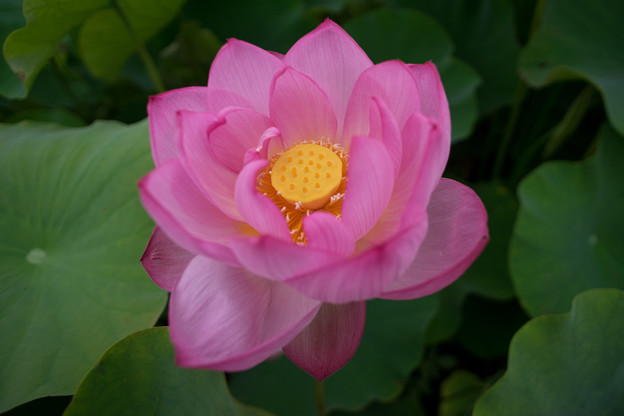 大船フラワーセンター【蓮の花】5