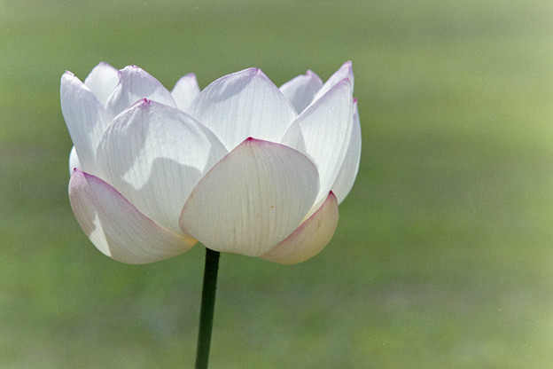 神代植物公園【蓮の花：瑞光蓮】