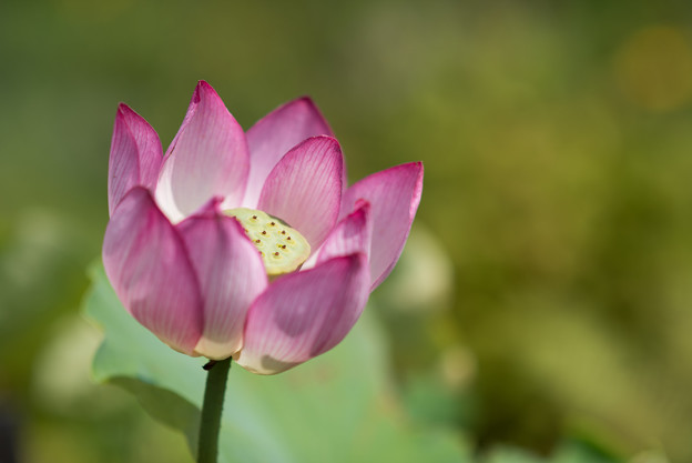 神代植物公園【蓮の花：蜀紅蓮】2