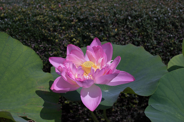 神代植物公園【蓮の花：紅万々】