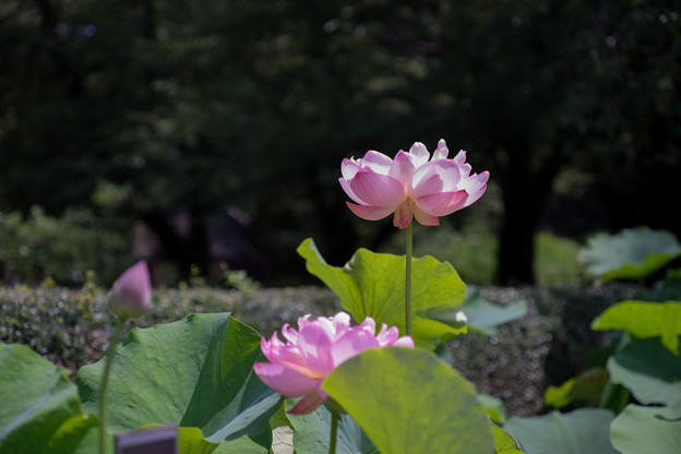 神代植物公園【蓮の花：品種不明】