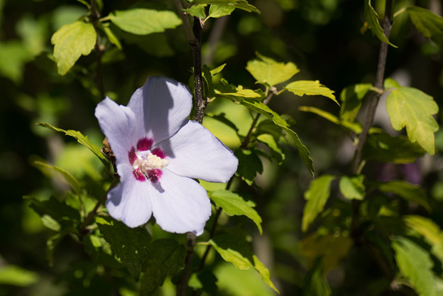 花菜ガーデン【ムクゲ_3_f3.0】Tamron90mm