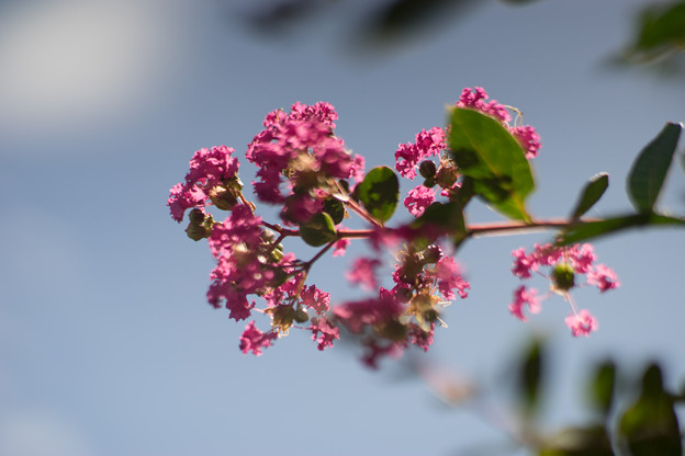 花菜ガーデン【サルスベリ_1_f1.4】Planar85mm