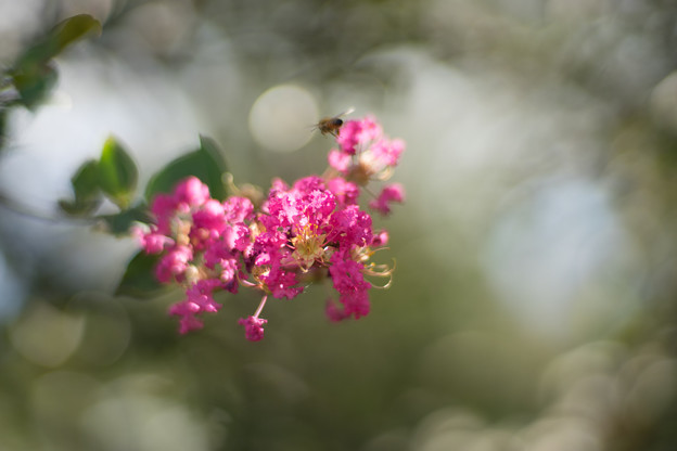 花菜ガーデン【サルスベリ_2_f1.4】Planar85mm