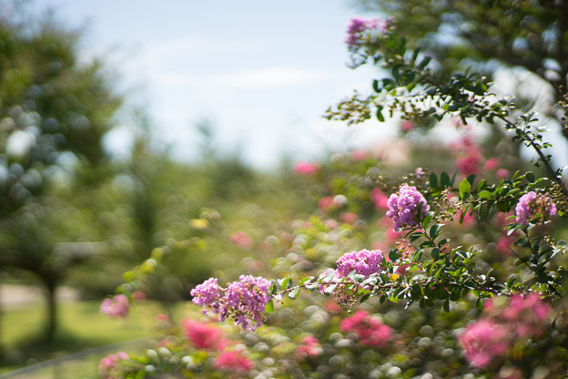 花菜ガーデン【サルスベリ_5_f1.4】Planar85mm