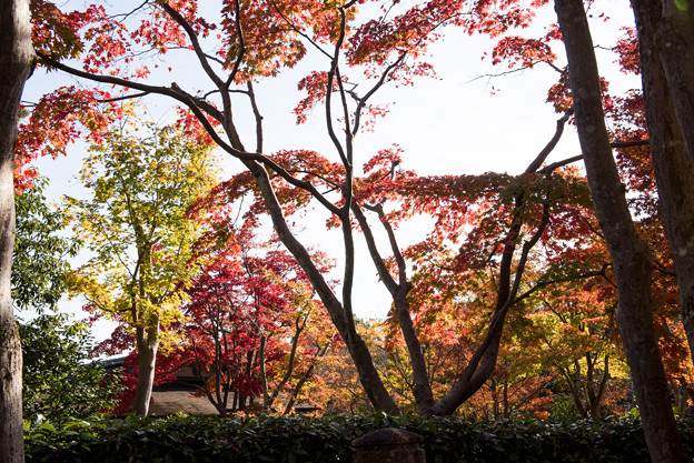 昭和記念公園【日本庭園：清池軒周辺の紅葉】3