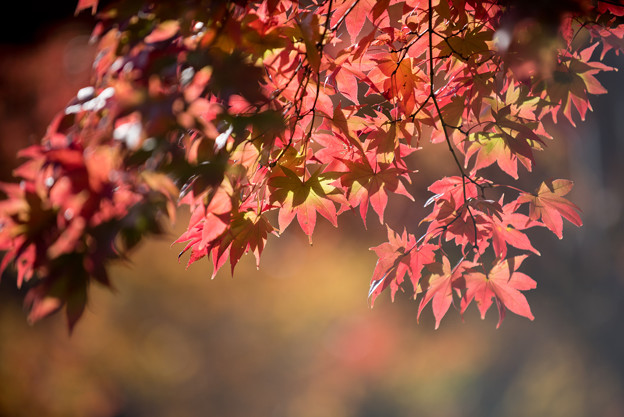 昭和記念公園【日本庭園：紅葉のピックアップ】1