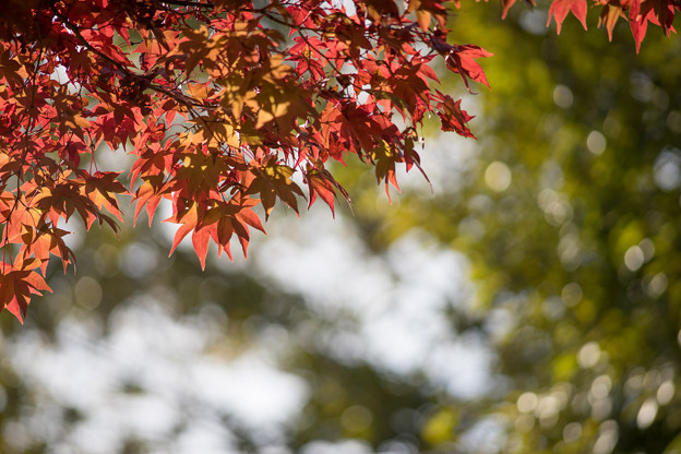 昭和記念公園【日本庭園：紅葉のピックアップ】2