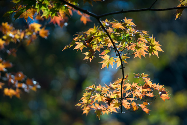 昭和記念公園【日本庭園：紅葉のピックアップ】4