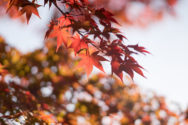 昭和記念公園【日本庭園：紅葉のピックアップ】8